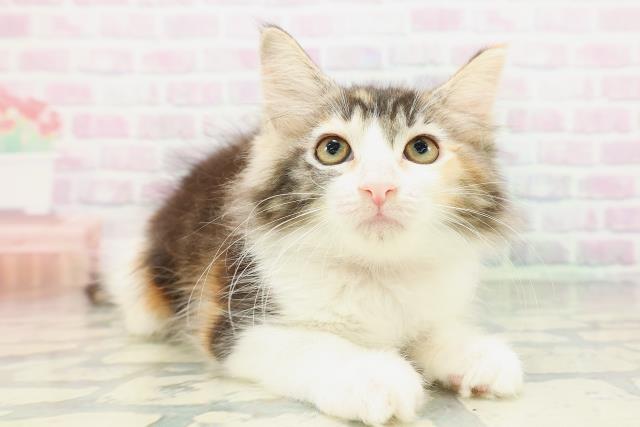 東京都のメインクーン (Coo&RIKU下北沢店/2026年5月2日生まれ/女の子/キャリコ)の子猫の3枚目の画像