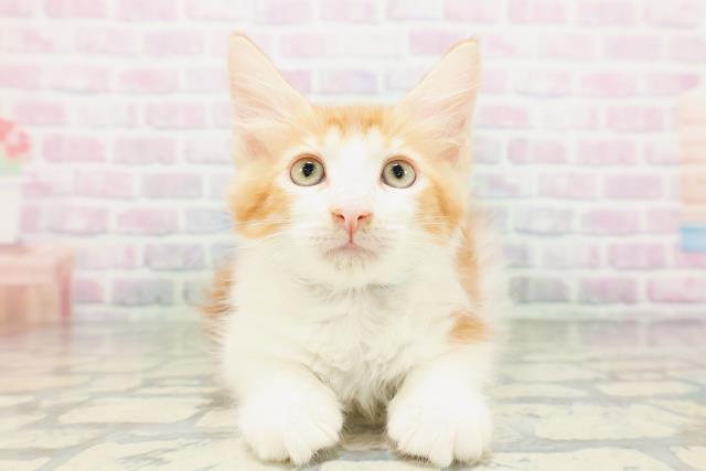 東京都のメインクーン (Coo&RIKU大久保店/2026年5月2日生まれ/男の子/レッドタビーホワイト)の子猫の1枚目の画像