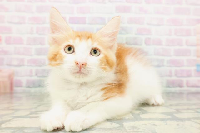 東京都のメインクーン (Coo&RIKU大久保店/2026年5月2日生まれ/男の子/レッドタビーホワイト)の子猫の2枚目の画像