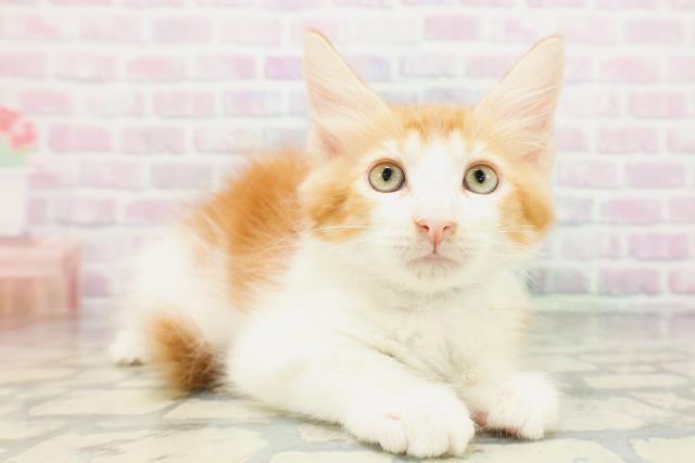東京都のメインクーン (Coo&RIKU大久保店/2026年5月2日生まれ/男の子/レッドタビーホワイト)の子猫の3枚目の画像