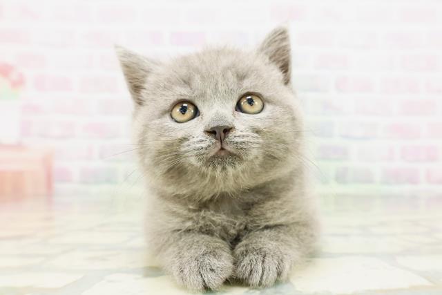 ブリティッシュショートヘアー