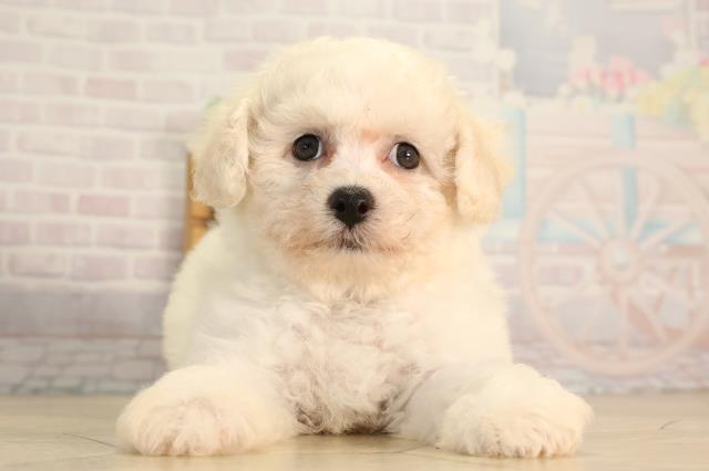 静岡県のビションフリーゼ (Coo&RIKU浜松店/2026年5月11日生まれ/女の子/ホワイト)の子犬の1枚目の画像