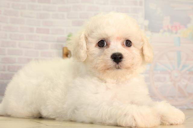 静岡県のビションフリーゼ (Coo&RIKU浜松店/2026年5月11日生まれ/女の子/ホワイト)の子犬の2枚目の画像