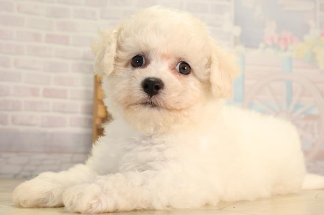 静岡県のビションフリーゼ (Coo&RIKU浜松店/2026年5月11日生まれ/女の子/ホワイト)の子犬の3枚目の画像