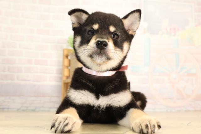 静岡県の柴犬(標準サイズ) (Coo&RIKU静岡SBS通り店/2026年5月12日生まれ/女の子/黒)の子犬