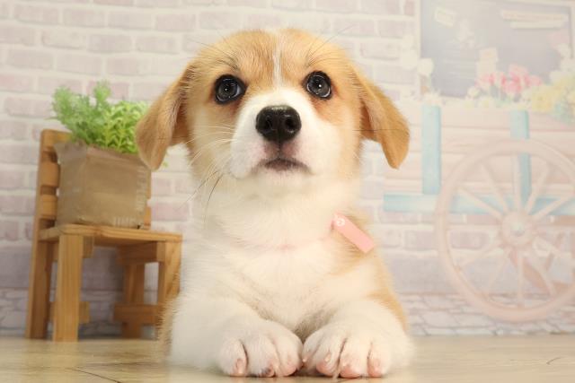岐阜県のウェルシュコーギーペンブローク (Coo&RIKU各務原店/2026年5月13日生まれ/女の子/レッドホワイト)の子犬