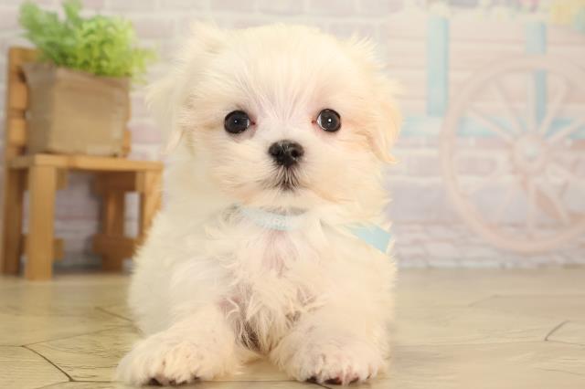 静岡県のマルチーズ (Coo&RIKU掛川店/2026年5月10日生まれ/男の子/ホワイト)の子犬の1枚目の画像