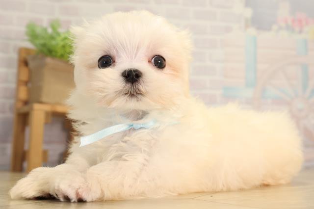 静岡県のマルチーズ (Coo&RIKU掛川店/2026年5月10日生まれ/男の子/ホワイト)の子犬の3枚目の画像