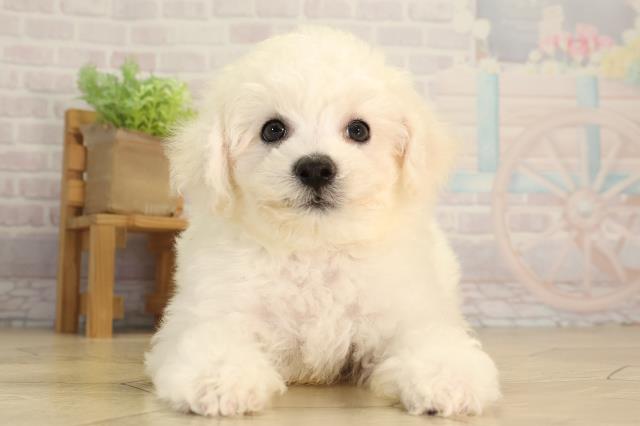 愛知県のビションフリーゼ (Coo&RIKU東海一宮店/2026年5月11日生まれ/男の子/ホワイト)の子犬
