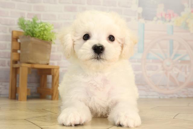 岐阜県のビションフリーゼ (Coo&RIKU岐阜店/2026年5月11日生まれ/男の子/ホワイト)の子犬