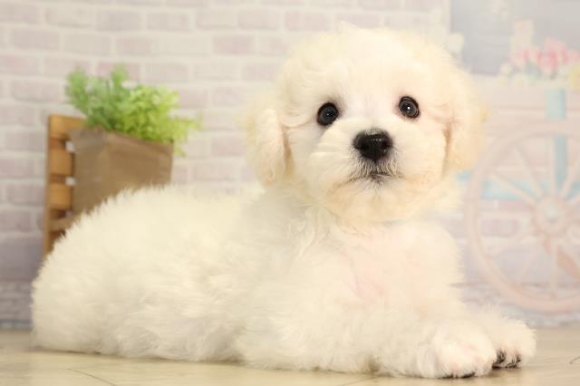 岐阜県のビションフリーゼ (Coo&RIKU岐阜店/2026年5月11日生まれ/男の子/ホワイト)の子犬の2枚目の画像
