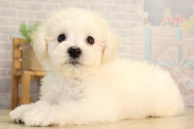 岐阜県のビションフリーゼ (Coo&RIKU岐阜店/2026年5月11日生まれ/男の子/ホワイト)の子犬の3枚目の画像