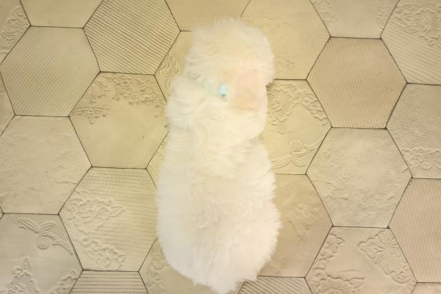 岐阜県のビションフリーゼ (Coo&RIKU岐阜店/2026年5月11日生まれ/男の子/ホワイト)の子犬の4枚目の画像
