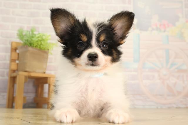 静岡県のパピヨン (Coo&RIKU沼津店/2026年5月6日生まれ/男の子/トライカラー)の子犬