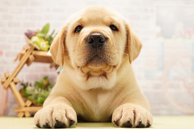 愛知県のラブラドールレトリーバー (Coo&RIKU春日井店/2026年5月12日生まれ/男の子/イエロー)の子犬