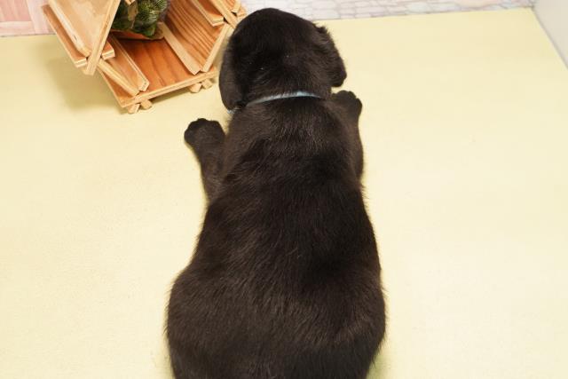 静岡県のラブラドールレトリーバー (Coo&RIKU浜松店/2026年5月12日生まれ/男の子/ブラック)の子犬の4枚目の画像