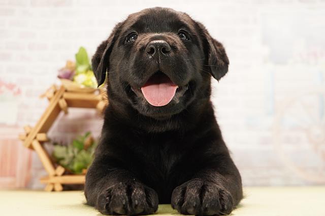静岡県のラブラドールレトリーバー (Coo&RIKU沼津店/2026年5月12日生まれ/女の子/ブラック)の子犬