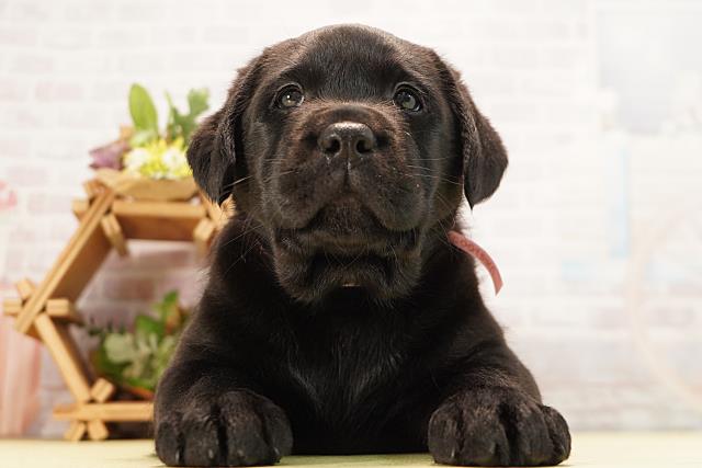 静岡県のラブラドールレトリーバー (Coo&RIKU富士店/2026年5月12日生まれ/女の子/ブラック)の子犬