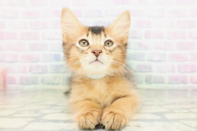 埼玉県のソマリ (Coo&RIKUアニマルケアセンター大宮/2026年5月6日生まれ/男の子/ルディ)の子猫