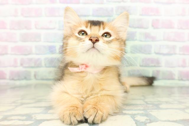 埼玉県のソマリ (Coo&RIKUアニマルケアセンター大宮/2026年5月6日生まれ/女の子/ルディ)の子猫