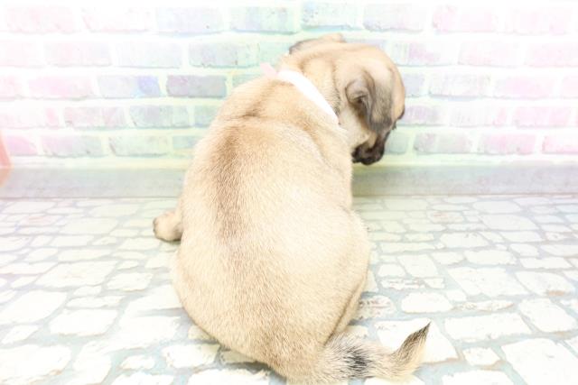 東京都のパグ (Coo&RIKU広尾店/2026年5月13日生まれ/女の子/フォーン)の子犬の4枚目の画像