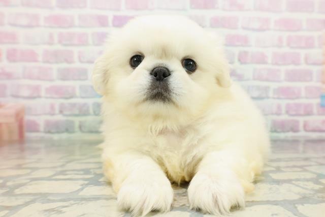 埼玉県のペキニーズ (Coo&RIKU川越店/2026年5月14日生まれ/男の子/ホワイト)の子犬の1枚目の画像