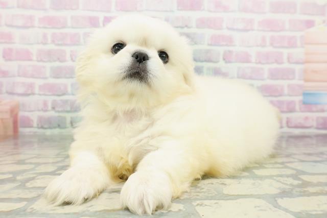 埼玉県のペキニーズ (Coo&RIKU川越店/2026年5月14日生まれ/男の子/ホワイト)の子犬の2枚目の画像