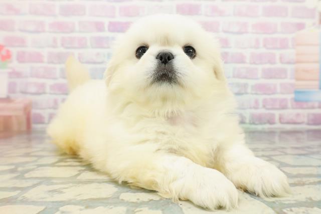 埼玉県のペキニーズ (Coo&RIKU川越店/2026年5月14日生まれ/男の子/ホワイト)の子犬の3枚目の画像