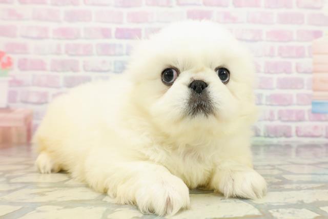 東京都のペキニーズ (Coo&RIKUフレスポ住吉店/2026年5月14日生まれ/男の子/ホワイト)の子犬の3枚目の画像