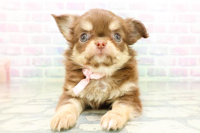 栃木県のチワワ(ロング) (Coo&RIKU宇都宮店/2026年5月14日生まれ/女の子/チョコレートタン)の子犬の1枚目の画像