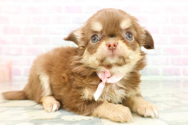 栃木県のチワワ(ロング) (Coo&RIKU宇都宮店/2026年5月14日生まれ/女の子/チョコレートタン)の子犬の3枚目の画像