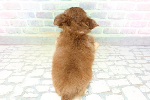 栃木県のチワワ(ロング) (Coo&RIKU宇都宮店/2026年5月14日生まれ/女の子/チョコレートタン)の子犬の4枚目の画像
