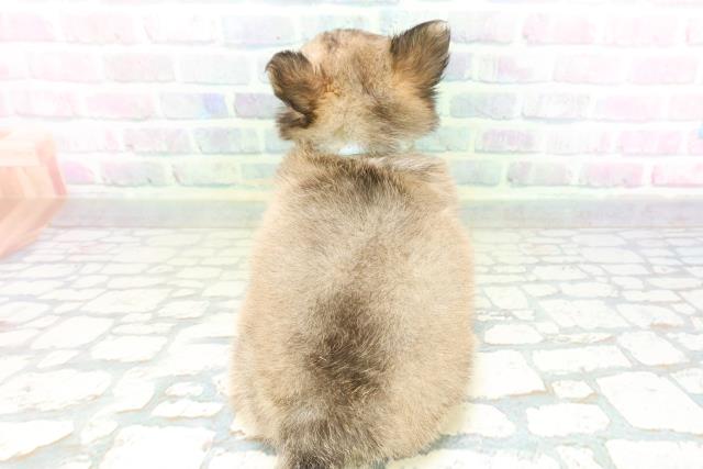 神奈川県のチワワ(ロング) (Coo&RIKU横浜港南台店/2026年5月14日生まれ/男の子/フォーンホワイト)の子犬の4枚目の画像