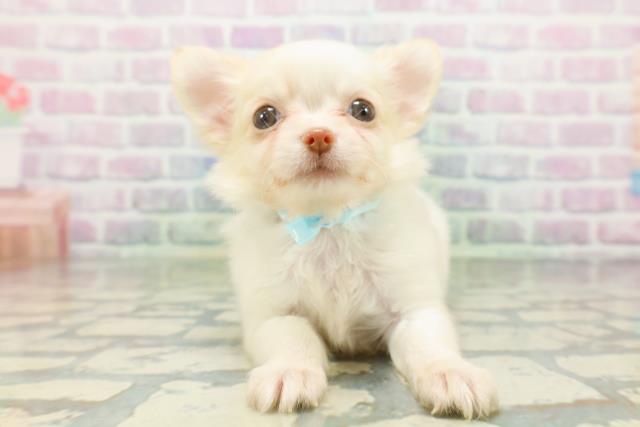 東京都のチワワ(ロング) (Coo&RIKU下北沢店/2026年5月14日生まれ/男の子/クリーム)の子犬の1枚目の画像