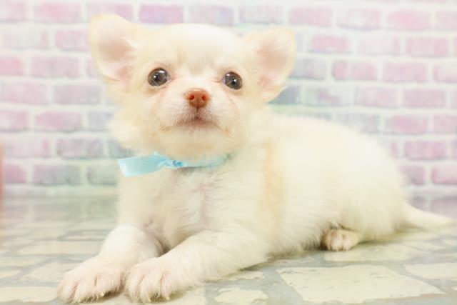東京都のチワワ(ロング) (Coo&RIKU下北沢店/2026年5月14日生まれ/男の子/クリーム)の子犬の2枚目の画像
