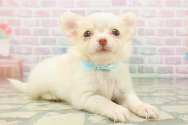 東京都のチワワ(ロング) (Coo&RIKU下北沢店/2026年5月14日生まれ/男の子/クリーム)の子犬の3枚目の画像