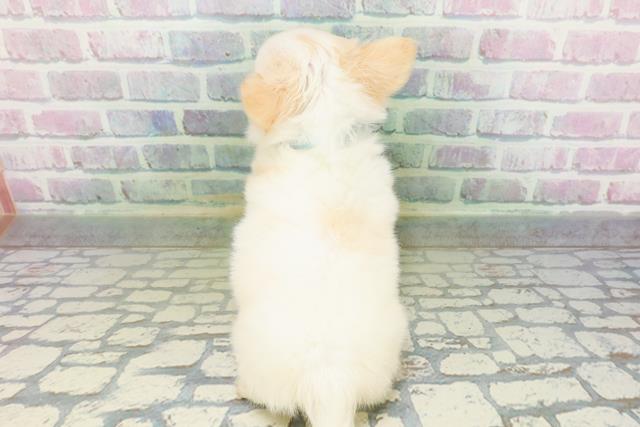 東京都のチワワ(ロング) (Coo&RIKU下北沢店/2026年5月14日生まれ/男の子/クリーム)の子犬の4枚目の画像