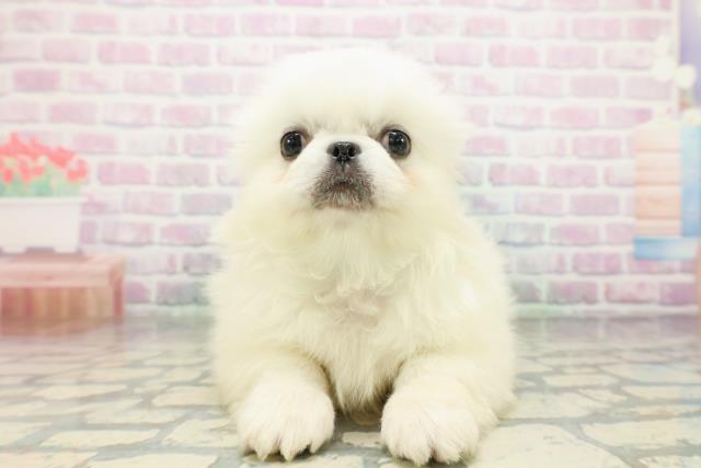 神奈川県のペキニーズ (Coo&RIKU江の島店/2026年5月7日生まれ/男の子/ホワイト)の子犬の1枚目の画像