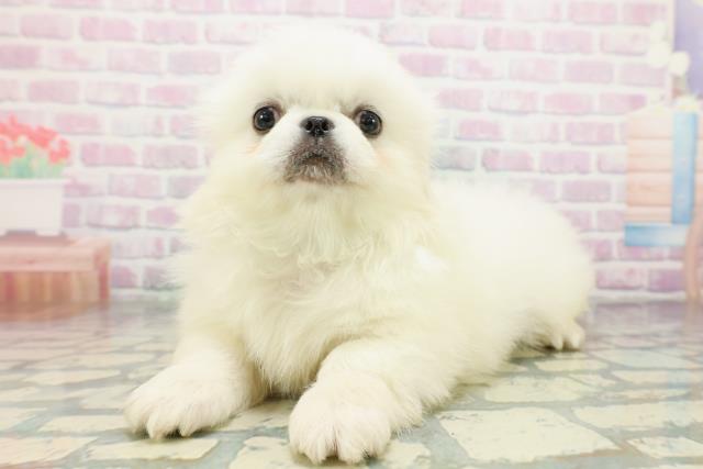 神奈川県のペキニーズ (Coo&RIKU江の島店/2026年5月7日生まれ/男の子/ホワイト)の子犬の2枚目の画像
