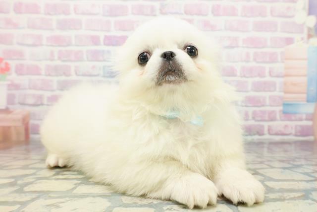 神奈川県のペキニーズ (Coo&RIKU江の島店/2026年5月7日生まれ/男の子/ホワイト)の子犬の3枚目の画像