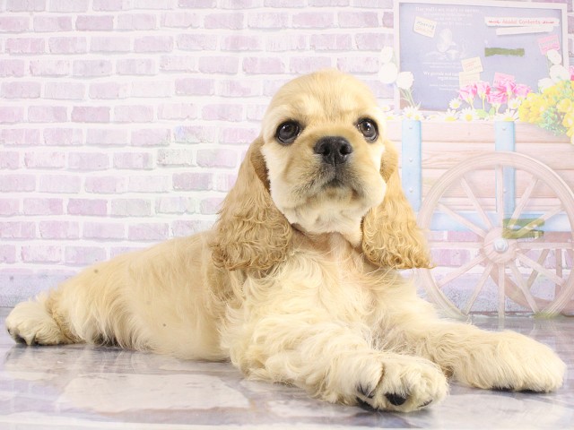 アメリカン・コッカースパニエルの子犬（オス♂） 奈良新庄店｜ペット