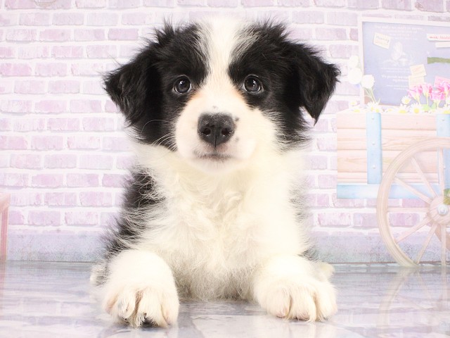 ボーダーコリーの子犬一覧｜ペットショップCoo＆RIKU