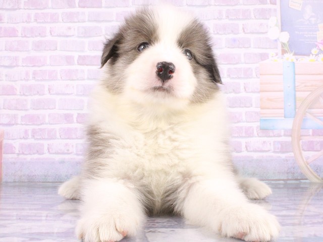 大阪府のボーダーコリー (Coo&RIKU松原店/2026年5月14日生まれ/男の子/ブルーマール)の子犬