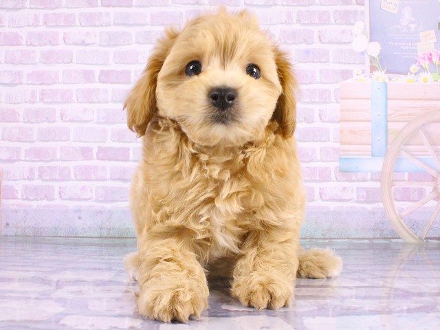 兵庫県のマルプー(マルチーズ×プードル) (Coo&RIKU神戸東灘店/2026年5月13日生まれ/男の子/アプリコット)の子犬
