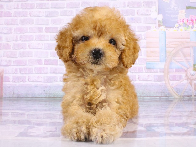 兵庫県のトイプードル(トイ) (Coo&RIKU丹波店/2026年5月13日生まれ/男の子/レッドフォーン)の子犬の1枚目の画像