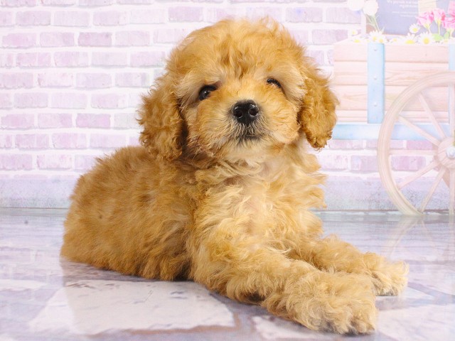 兵庫県のトイプードル(トイ) (Coo&RIKU丹波店/2026年5月13日生まれ/男の子/レッドフォーン)の子犬の2枚目の画像