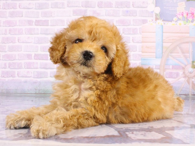 兵庫県のトイプードル(トイ) (Coo&RIKU丹波店/2026年5月13日生まれ/男の子/レッドフォーン)の子犬の3枚目の画像