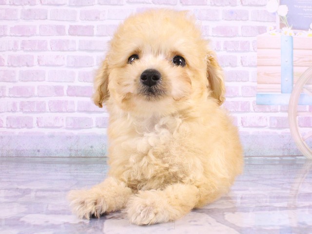 大阪府のトイプードル(トイ) (Coo&RIKU心斎橋店/2026年5月12日生まれ/男の子/ペールフォーン)の子犬