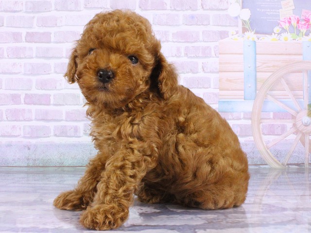 京都府のトイプードル(トイ) (Coo&RIKU京都河原町店/2026年5月14日生まれ/男の子/レッドフォーン)の子犬の3枚目の画像