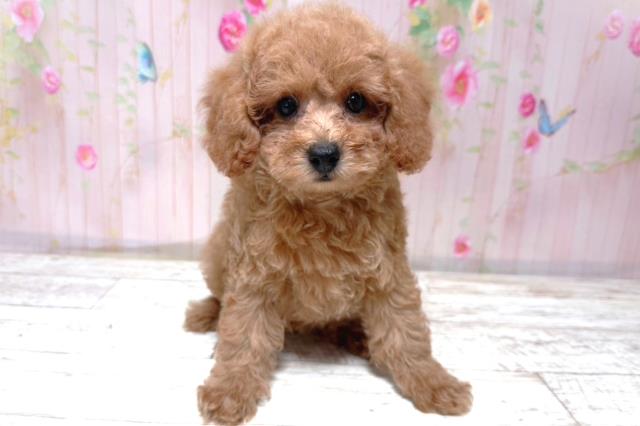 北海道のトイプードル(トイ) (Coo&RIKU函館店/2026年5月11日生まれ/女の子/アプリコット)の子犬の1枚目の画像